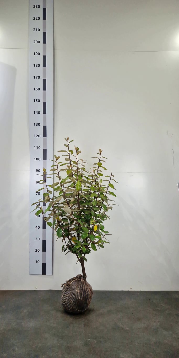 Elaeagnus ebb. 'Compacta' - 60-80 CM RB